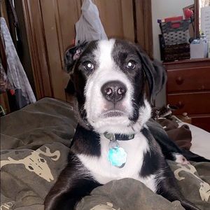 Meet your Posher, Morgan